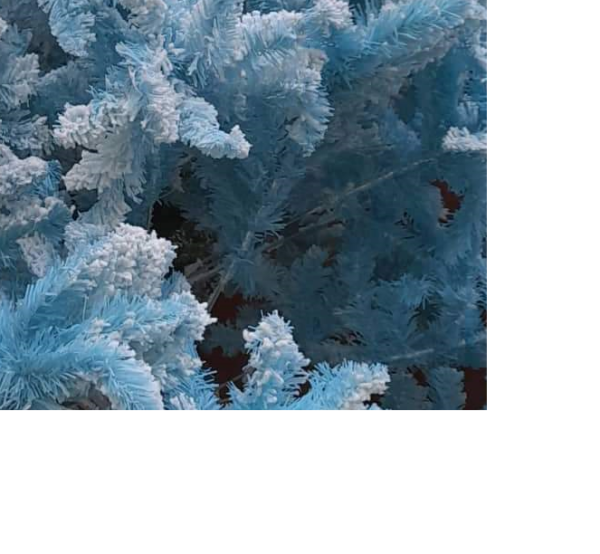 Karácsonyi műfenyő havas ágvégekkel 60 cm, 90 cm, 120 cm, 180 cm, 240 cm